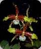 Rossioglossum grande x insleayi
